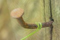 Abstract soft blurred the spiral vine and treetop of green plant attached to a rusty nail on the old wood with the blurred spider