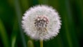 Abstract soft extreme close up of dandelion flower, vintage macro Royalty Free Stock Photo