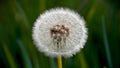 Abstract soft extreme close up of dandelion flower, vintage macro Royalty Free Stock Photo