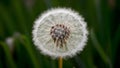 Abstract soft extreme close up of dandelion flower, vintage macro Royalty Free Stock Photo