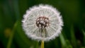 Abstract soft extreme close up of dandelion flower, vintage macro Royalty Free Stock Photo