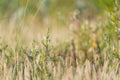 Abstract soft focus background of green vegetation in a meadow