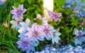 Abstract soft focus close-up of Nelly Moser Clematis, Royalty Free Stock Photo