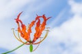 Abstract soft focus colorful of Climbing Lily,Superb Lily,Gloriosa superba flower Colchicaceae with beautiful sky cloud,the w Royalty Free Stock Photo