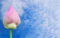 Abstract soft focus the colorful lotus with the beautiful sky and cloud . Royalty Free Stock Photo