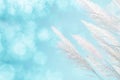Abstract soft focus of cool blue lighting softness Feather Grass background