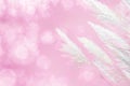 Abstract soft focus of pink lighting softness Feather Grass background Royalty Free Stock Photo