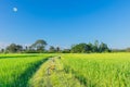 Green paddy rice field with the beautiful sky and cloud in the afternoon in Thailand. Royalty Free Stock Photo