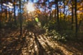 Abstract soft focus view of sun shining through autum trees Royalty Free Stock Photo