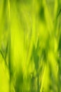 Abstract, soft grass background