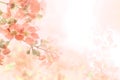 Abstract soft sweet orange flower background from Plumeria frangipani flowers