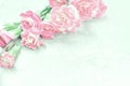 Abstract soft sweet pink flower background from Carnation flower Royalty Free Stock Photo