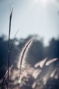 abstract softness white Feather Grass with retro sky blue background