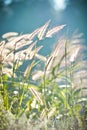 abstract softness white Feather Grass with retro sky blue background