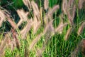 abstract softness white Feather Grass with retro sky blue background