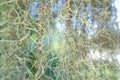 Abstract ,Spanish moss background. Royalty Free Stock Photo