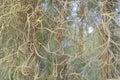 Abstract ,Spanish moss background. Royalty Free Stock Photo