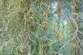 Abstract ,Spanish moss background. Royalty Free Stock Photo