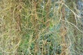 Abstract ,Spanish moss background. Royalty Free Stock Photo