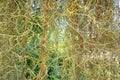 Abstract ,Spanish moss background. Royalty Free Stock Photo