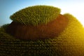 Abstract spherical corn field on a blue background