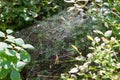 Abstract spiderweb on wild forest bushes Royalty Free Stock Photo