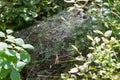 Abstract spiderweb on wild forest bushes