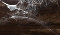 Abstract Spiderweb on wood background Royalty Free Stock Photo