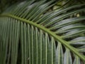 Abstract spiky leaf texture background with copy space