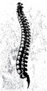 Abstract spinal cord