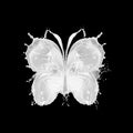 Abstract Splash of milk in form of Butterfly on black background Royalty Free Stock Photo
