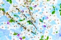 Abstract spring background. Blooming branches with delicate white and purple flowers and green leaves on a colorful blue backgroun Royalty Free Stock Photo