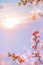 Abstract spring background; sakura blossom flowers on the Sunrise sky