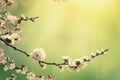 Abstract spring background Royalty Free Stock Photo