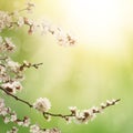 Abstract spring background Royalty Free Stock Photo