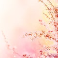 Abstract spring background Royalty Free Stock Photo