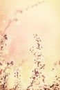 Abstract spring background Royalty Free Stock Photo