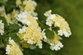 Abstract spring floral background. White-flowered shrub that blooms in April. Green leaves background, copy space