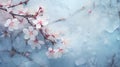 Abstract spring floral background with white and pink frozen flowers on ice, copy space. Frosty natural winter or spring Royalty Free Stock Photo