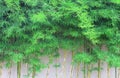 Abstract spring green background with bamboo leaves Royalty Free Stock Photo