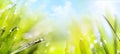 Abstract spring Nature background