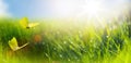 abstract spring nature background with fresh grass and fly butterfly against sunny sky Royalty Free Stock Photo