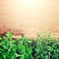 Abstract spring or summer concept. Organic herbs melissa, mint, thyme, basil, parsley on wooden background with sunlight Royalty Free Stock Photo