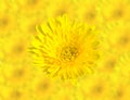 Abstract Spring Yellow chrysanthemum flowers close up on blur flower background. This has clipping path Royalty Free Stock Photo