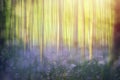 Abstract springtime forest background Royalty Free Stock Photo