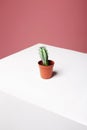 Abstract still life. Lonely Cactus on white cube
