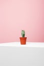 Abstract still life. Lonely Cactus on white cube