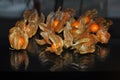 Abstract still-life with sweet physalis