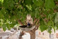 Abstract stone figurine of a child sitting on a tree by a local artist in the famous artists village Ein Hod near Haifa in
