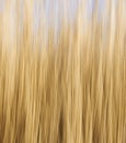 Abstract Straw Background Royalty Free Stock Photo
